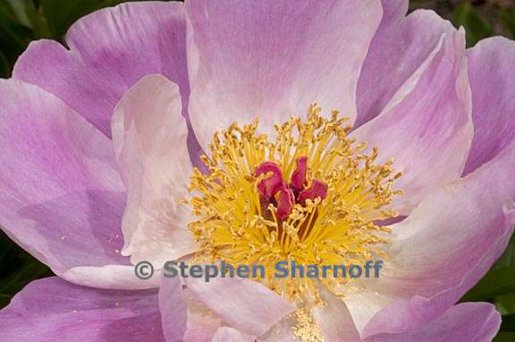 paeonia lactiflora 7 graphic